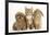 Peekapoo (Pekingese X Poodle) Puppy, Ginger Kitten and Sandy Lop Rabbit, Sitting Together-Mark Taylor-Framed Photographic Print