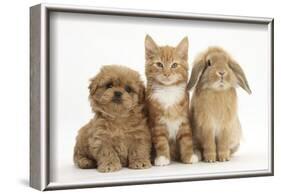 Peekapoo (Pekingese X Poodle) Puppy, Ginger Kitten and Sandy Lop Rabbit, Sitting Together-Mark Taylor-Framed Photographic Print