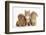 Peekapoo (Pekingese X Poodle) Puppy, Ginger Kitten and Sandy Lop Rabbit, Sitting Together-Mark Taylor-Framed Photographic Print