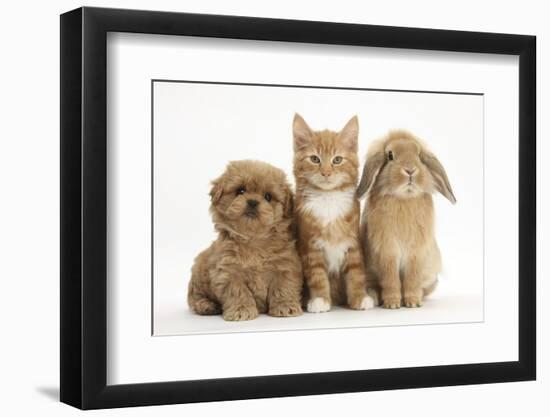 Peekapoo (Pekingese X Poodle) Puppy, Ginger Kitten and Sandy Lop Rabbit, Sitting Together-Mark Taylor-Framed Photographic Print