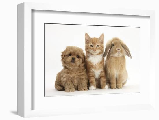 Peekapoo (Pekingese X Poodle) Puppy, Ginger Kitten and Sandy Lop Rabbit, Sitting Together-Mark Taylor-Framed Photographic Print