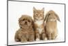 Peekapoo (Pekingese X Poodle) Puppy, Ginger Kitten and Sandy Lop Rabbit, Sitting Together-Mark Taylor-Mounted Photographic Print