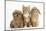 Peekapoo (Pekingese X Poodle) Puppy, Ginger Kitten and Sandy Lop Rabbit, Sitting Together-Mark Taylor-Mounted Photographic Print