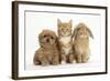 Peekapoo (Pekingese X Poodle) Puppy, Ginger Kitten and Sandy Lop Rabbit, Sitting Together-Mark Taylor-Framed Photographic Print