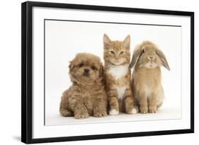 Peekapoo (Pekingese X Poodle) Puppy, Ginger Kitten and Sandy Lop Rabbit, Sitting Together-Mark Taylor-Framed Photographic Print