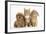 Peekapoo (Pekingese X Poodle) Puppy, Ginger Kitten and Sandy Lop Rabbit, Sitting Together-Mark Taylor-Framed Photographic Print