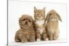 Peekapoo (Pekingese X Poodle) Puppy, Ginger Kitten and Sandy Lop Rabbit, Sitting Together-Mark Taylor-Stretched Canvas