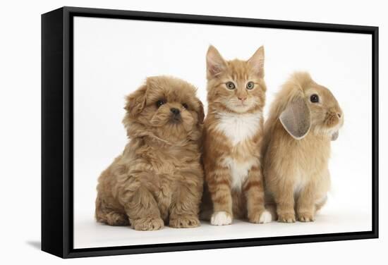 Peekapoo Puppy, Ginger Kitten and Sandy Lop Rabbit-Mark Taylor-Framed Stretched Canvas