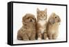 Peekapoo Puppy, Ginger Kitten and Sandy Lop Rabbit-Mark Taylor-Framed Stretched Canvas