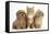 Peekapoo Puppy, Ginger Kitten and Sandy Lop Rabbit-Mark Taylor-Framed Stretched Canvas