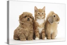 Peekapoo Puppy, Ginger Kitten and Sandy Lop Rabbit-Mark Taylor-Stretched Canvas