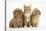 Peekapoo Puppy, Ginger Kitten and Sandy Lop Rabbit-Mark Taylor-Stretched Canvas