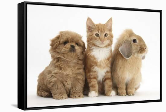 Peekapoo Puppy, Ginger Kitten and Sandy Lop Rabbit-Mark Taylor-Framed Stretched Canvas