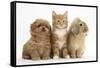 Peekapoo Puppy, Ginger Kitten and Sandy Lop Rabbit-Mark Taylor-Framed Stretched Canvas