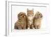 Peekapoo Puppy, Ginger Kitten and Sandy Lop Rabbit-Mark Taylor-Framed Photographic Print