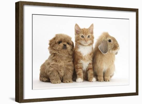 Peekapoo Puppy, Ginger Kitten and Sandy Lop Rabbit-Mark Taylor-Framed Photographic Print