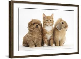 Peekapoo Puppy, Ginger Kitten and Sandy Lop Rabbit-Mark Taylor-Framed Photographic Print