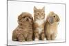 Peekapoo Puppy, Ginger Kitten and Sandy Lop Rabbit-Mark Taylor-Mounted Photographic Print