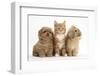 Peekapoo Puppy, Ginger Kitten and Sandy Lop Rabbit-Mark Taylor-Framed Photographic Print