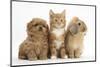 Peekapoo Puppy, Ginger Kitten and Sandy Lop Rabbit-Mark Taylor-Mounted Photographic Print