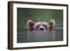 Peeking Out-Paul Joynson Hicks-Framed Giclee Print