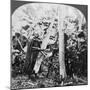 Peeling Bark for Making Bark Cloth, Uganda, Late 19th or Early 20th Century-null-Mounted Giclee Print