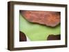 Peeling Madrone Tree Bark with Insect Trails Consuming Lichen Growth in La Conner Washington-Jay Goodrich-Framed Photographic Print