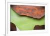 Peeling Madrone Tree Bark with Insect Trails Consuming Lichen Growth in La Conner Washington-Jay Goodrich-Framed Photographic Print