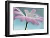 Peep-Heidi Westum-Framed Photographic Print