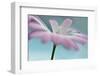 Peep-Heidi Westum-Framed Photographic Print