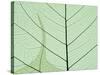 Peepal Leaf Detail, Popular Medicinal Plant, India-Kevin Schafer-Stretched Canvas
