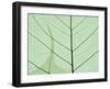 Peepal Leaf Detail, Popular Medicinal Plant, India-Kevin Schafer-Framed Photographic Print