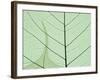 Peepal Leaf Detail, Popular Medicinal Plant, India-Kevin Schafer-Framed Photographic Print