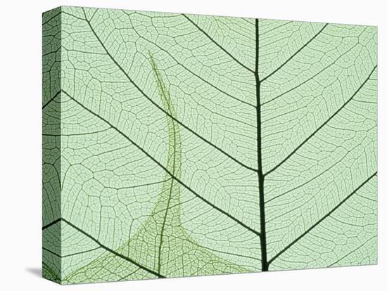 Peepal Leaf Detail, Popular Medicinal Plant, India-Kevin Schafer-Stretched Canvas