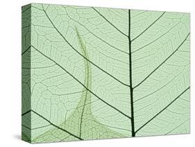 Peepal Leaf Detail, Popular Medicinal Plant, India-Kevin Schafer-Stretched Canvas