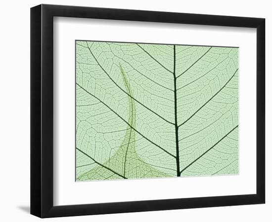 Peepal Leaf Detail, Popular Medicinal Plant, India-Kevin Schafer-Framed Photographic Print