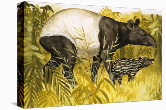 Peeps at Nature: The Tapir-Arthur Oxenham-Stretched Canvas