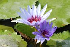 Beautiful Blooming Lotus Flower or Water Lily with its Reflection Shadow in Blue Water-peeravit-Laminated Photographic Print