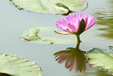 Beautiful Blooming Lotus Flower or Water Lily with its Reflection Shadow in Blue Water-peeravit-Laminated Photographic Print