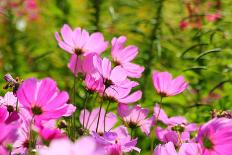 Beautiful Garden Flowers-peeravit-Stretched Canvas