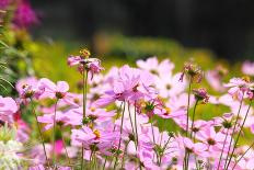 Beautiful Garden Flowers-peeravit-Stretched Canvas