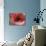 Peering Inside Tulip-null-Photographic Print displayed on a wall