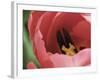 Peering Inside Tulip-null-Framed Photographic Print