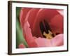 Peering Inside Tulip-null-Framed Photographic Print