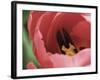 Peering Inside Tulip-null-Framed Photographic Print