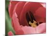 Peering Inside Tulip-null-Mounted Photographic Print