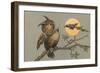 Peeved Horned Owl-null-Framed Art Print