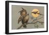 Peeved Horned Owl-null-Framed Art Print