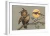 Peeved Horned Owl-null-Framed Art Print