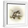 White Frame